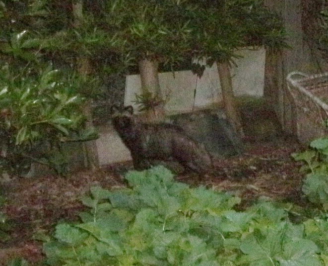 私を騙しに来た狸?