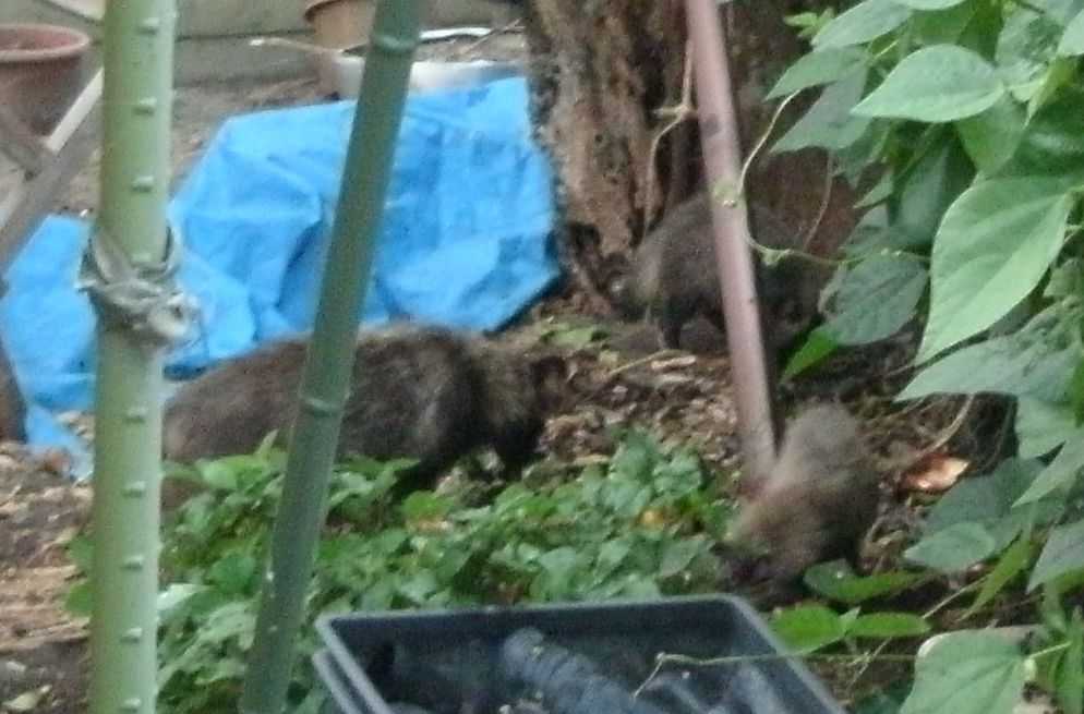 �����x���ɗ����K�̐e�q�H