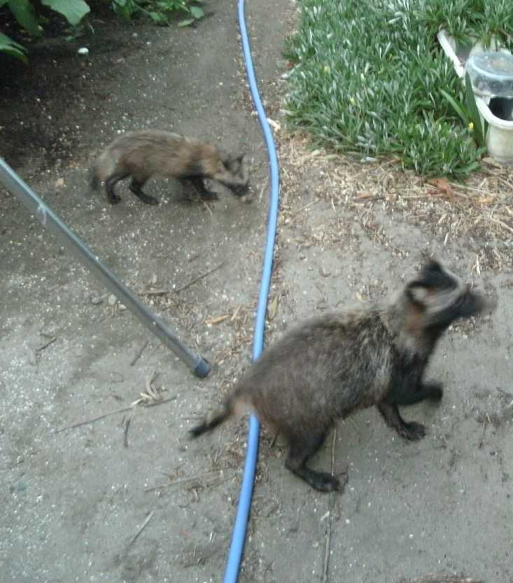 �����x���ɗ����K�̐e�q�H