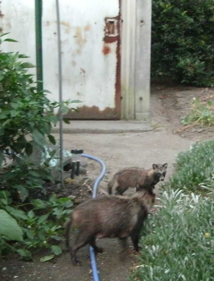 �����x���ɗ����K�̐e�q�H